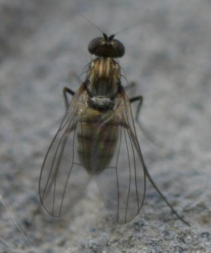 Réf. 235 537 : Medetera sp.